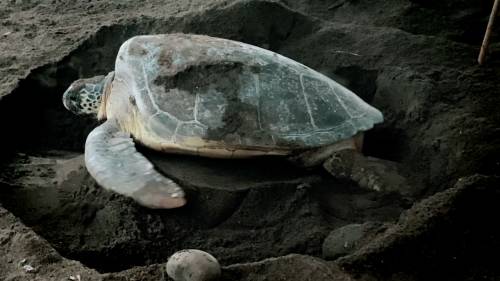 Tortugas sin playas