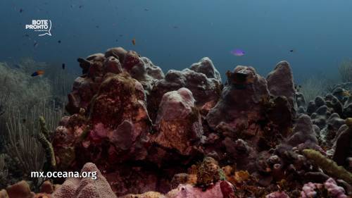 Parque Nacional de Bajo del Norte, un lugar único para el ecosistema marino