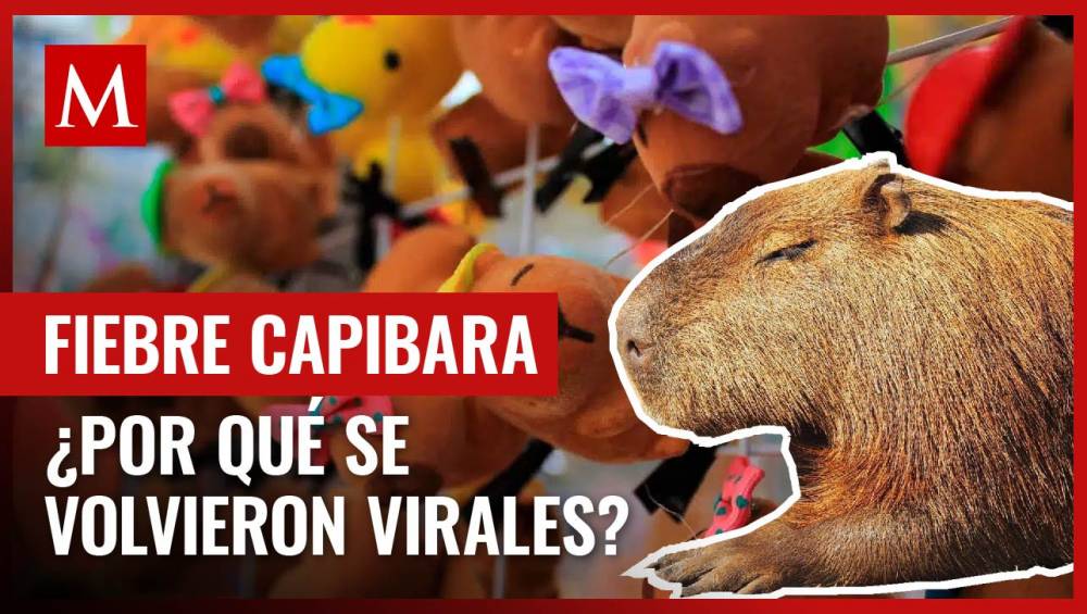 ¿Por qué los capibaras se han vuelto tan populares? Descubre más sobre ...